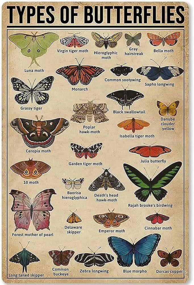 Types Of Butterflies, Vintage Retro Metal Sign Butterflies Knowledge Poster Home Decor Vintage Me... | Amazon (US)