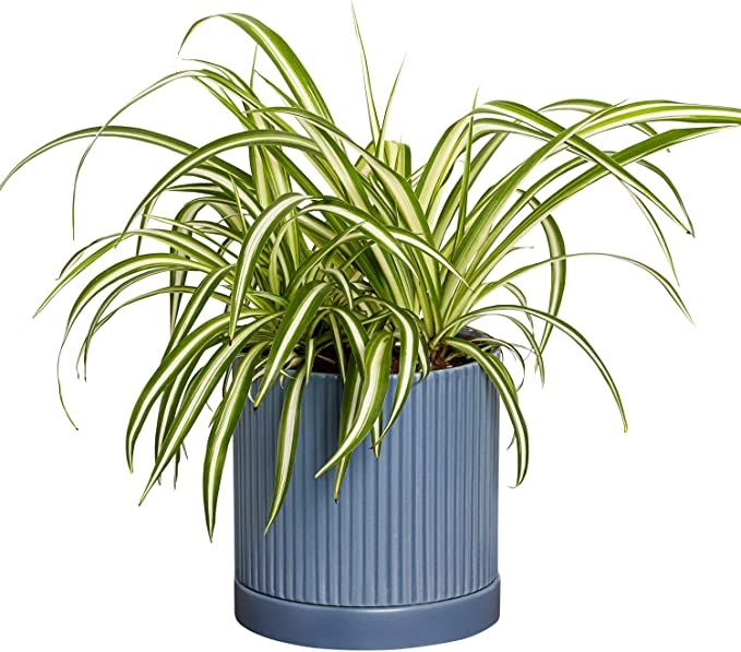 Greendigs Spider Plant in Blue Ceramic Fluted 5 Inch Pot - Low-Maintenance Houseplant, Pre-Potted... | Amazon (US)
