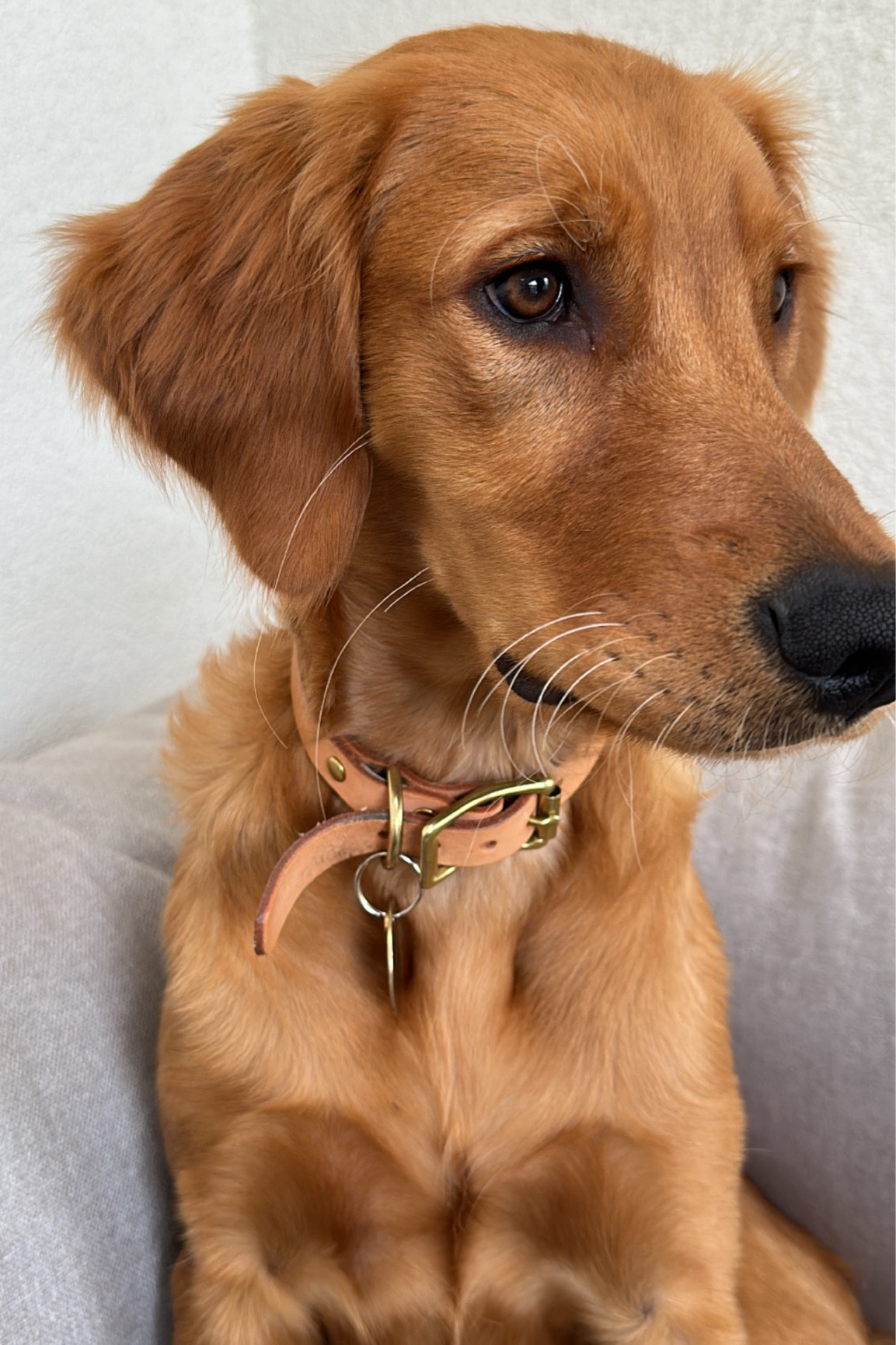 Pup-fluencer Stuff #aestheticpets #sadbeigedog

#LTKfamily