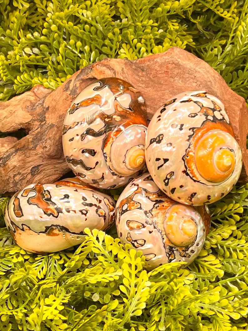 Polished Jumbo Sarmaticus Turbo Shell, Hermit Crab Habitat, Natural Ocean Blemishes | Etsy (Global)