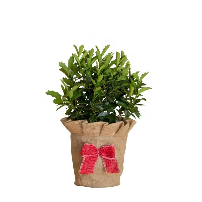 Live Christmas Tree Oakland Holly (2.5 Quart) Evergreen Plant with Decorative Burlap Wrap - Walma... | Walmart (US)