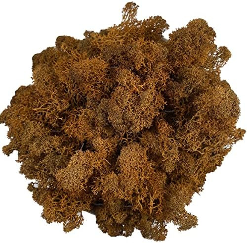 Moss 3.5OZ Preserved Artificial Moss Natural Fresh Green Reindeer Moss for Craft Arts Floral Project | Amazon (US)