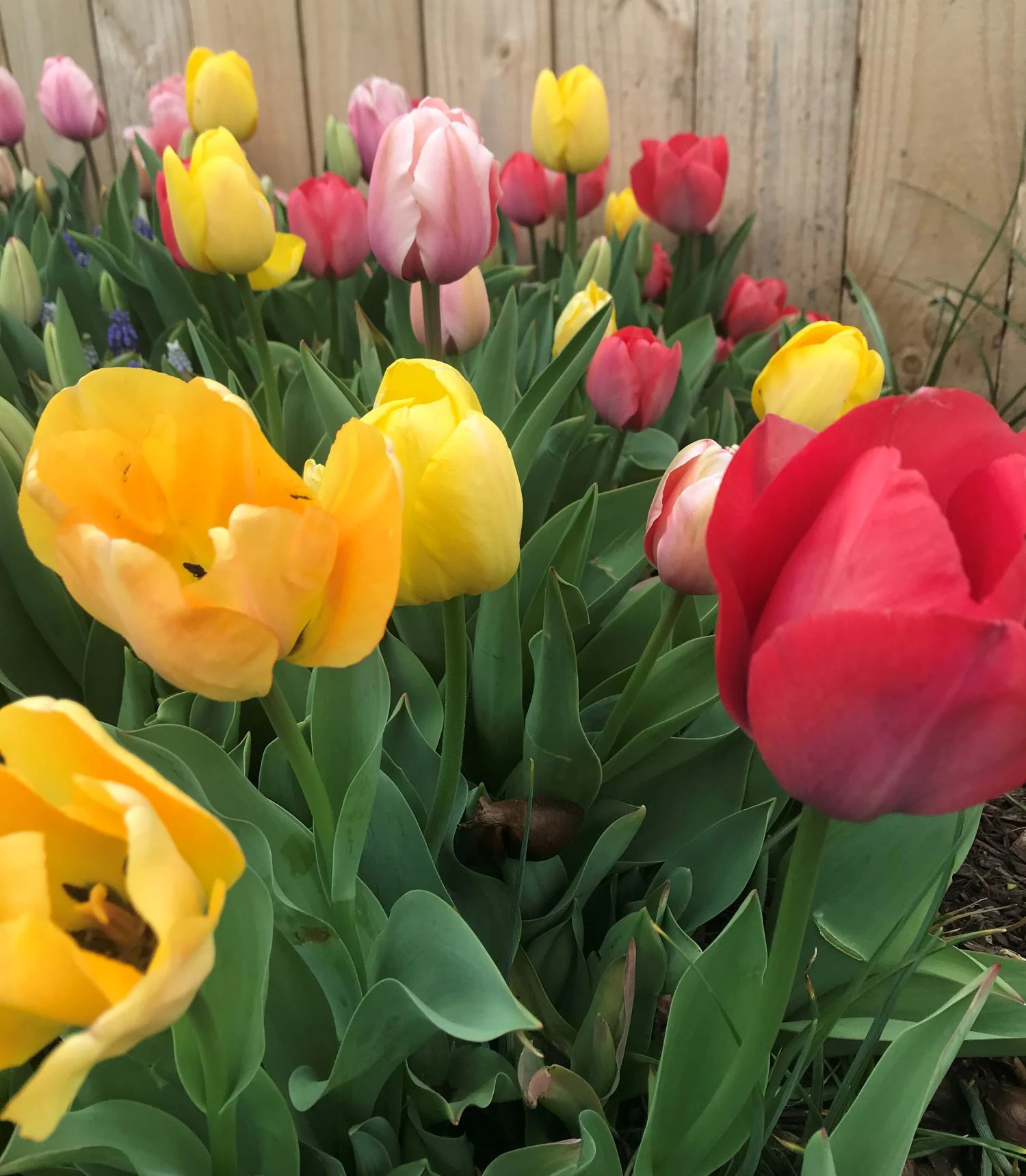 Daylily Nursery Tulips (mixed) Bulbs 100 -Pack | 21664 | Lowe's