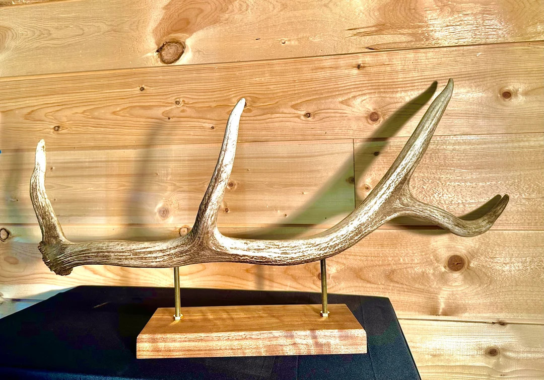 Elk Antler Display Piece - Etsy | Etsy (US)