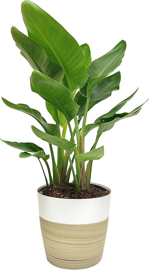 Costa Farms White Bird of Paradise Strelitzia nicolai, Indoor Plant in Décor Planter, 24-Inches ... | Amazon (US)