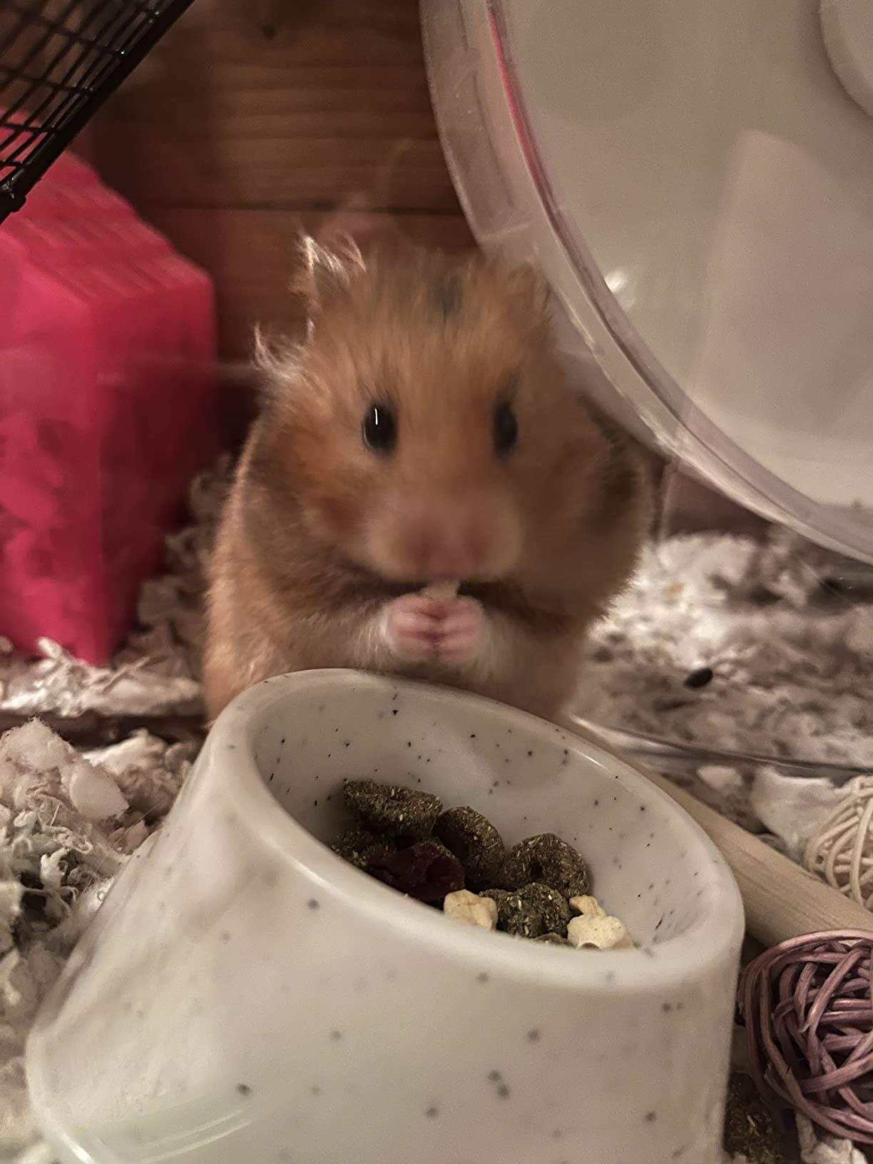 Oxbow Essentials Hamster Food and Gerbil Food - All Natural Hamster and Gerbil Food - 1 lb. | Amazon (US)