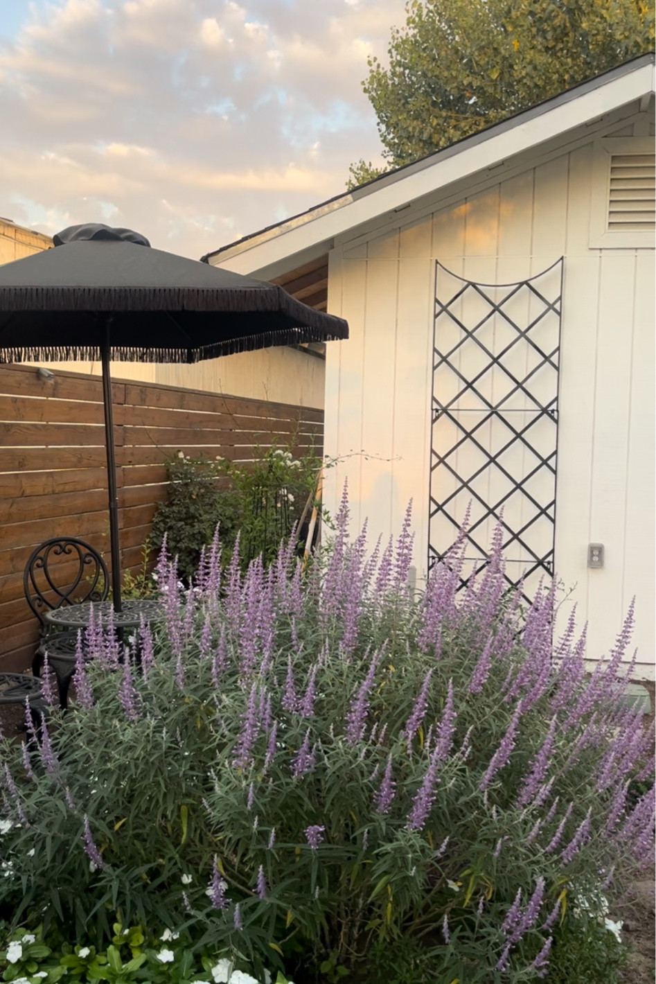 Trellis 

#LTKGiftGuide #LTKHome #LTKU