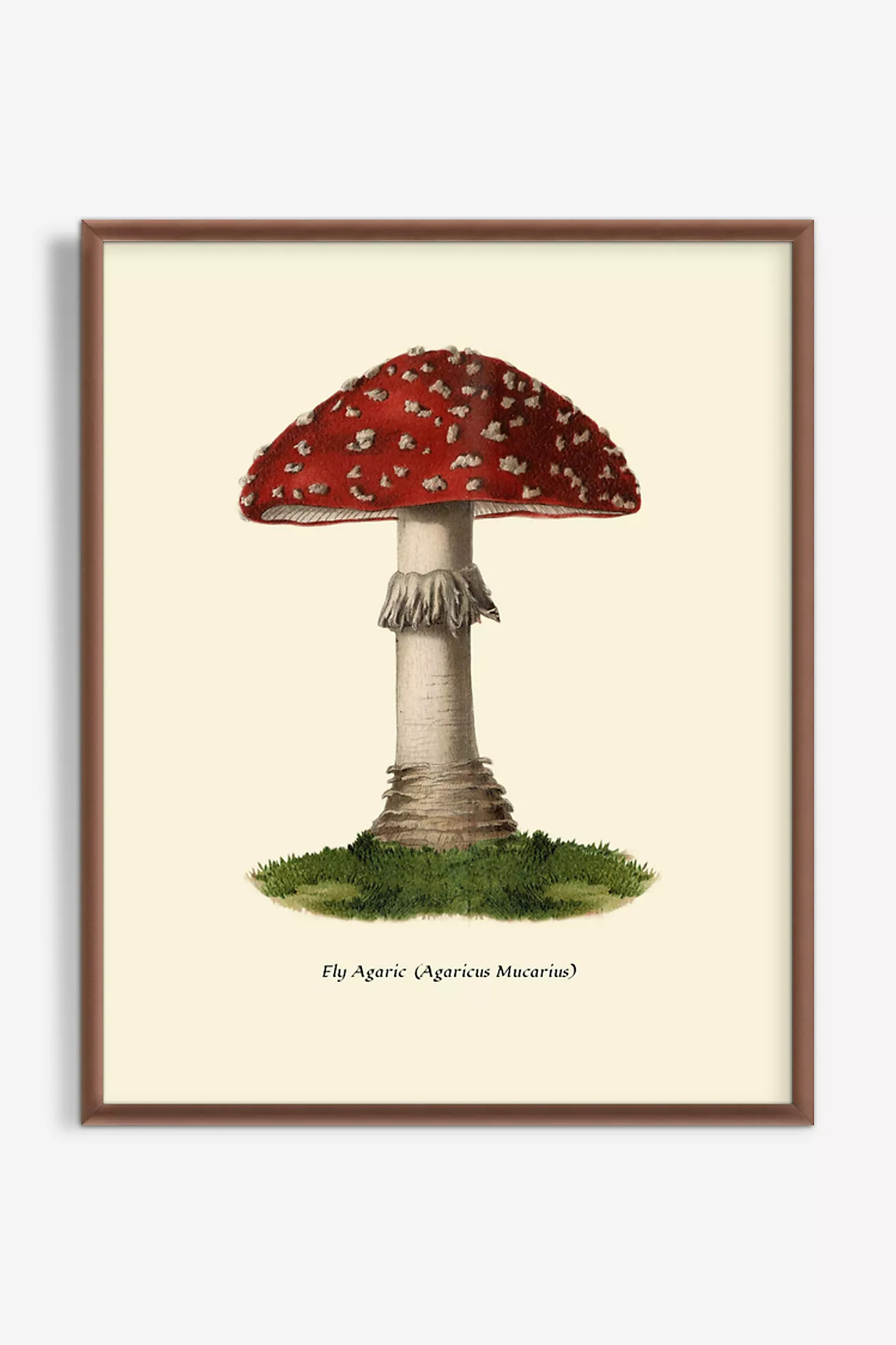 Mushroom Study Wall Art | Anthropologie (US)