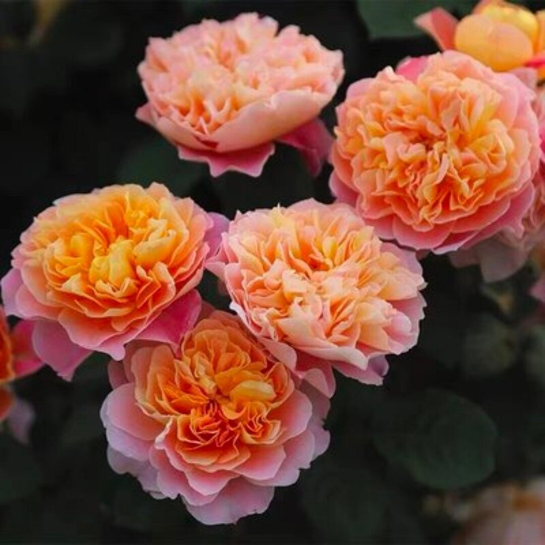 Rose “The Impressionist”印象派Climbing Fragrant Rose Live Plant, 6 inch Ownroot | Etsy (US)