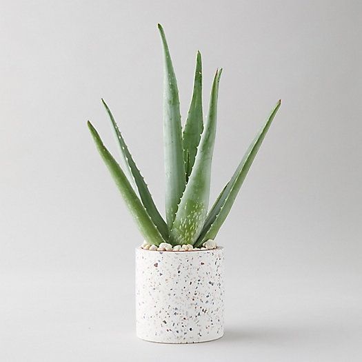Aloe Plant, Terrazzo Pot | Terrain