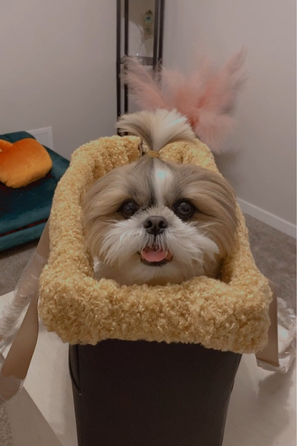 Dog carrier bag

#LTKFind #LTKfit #LTKitbag