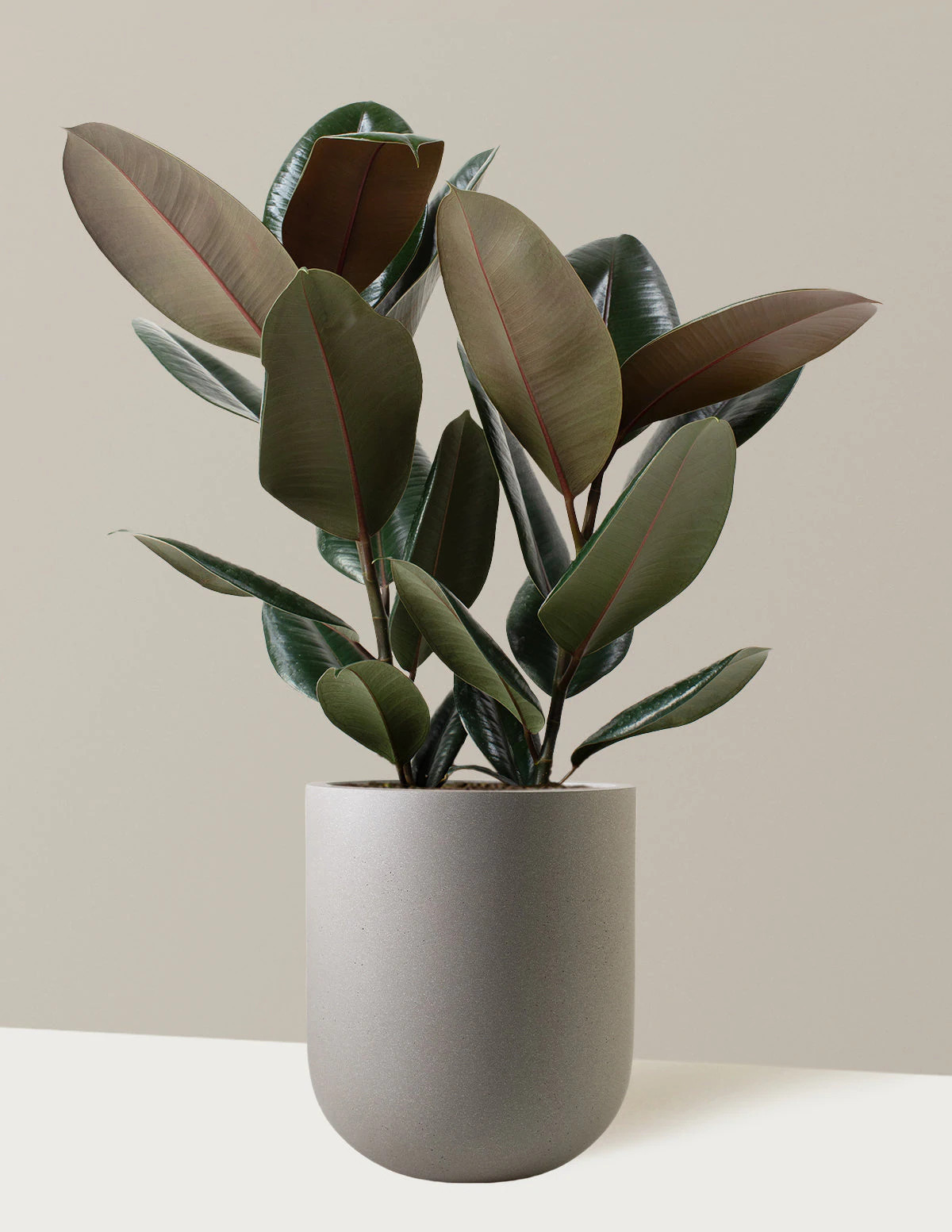 Ficus Burgundy Rubber Plant