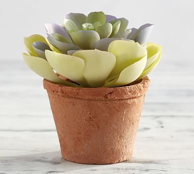 Potted Faux Echeveria Succulent | Pottery Barn (US)