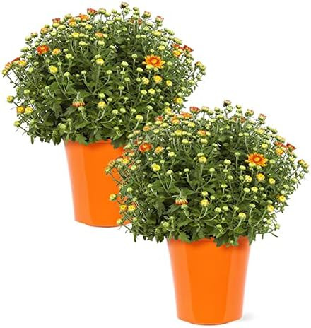 Live Flowering Hardy Chrysanthemum in Deco Cover - Orange (2 Plants Per Pack), Colorful Fall Mums... | Amazon (US)