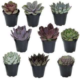 3.5 in. Echeveria Collection (9 PK) | The Home Depot