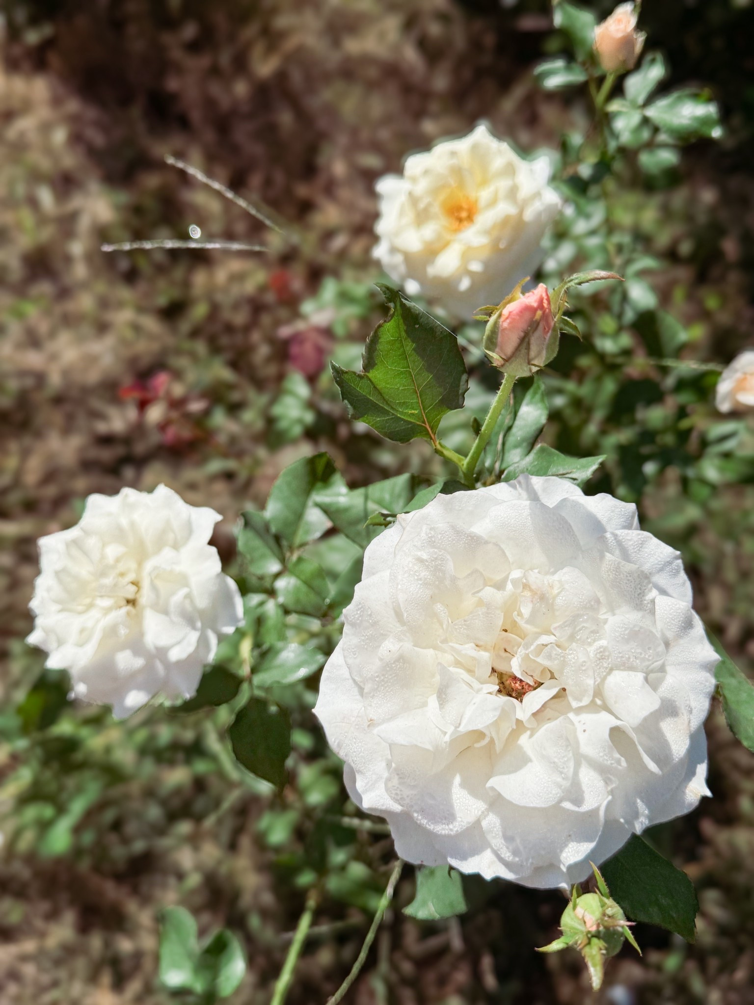 French lace doing its best impression of a Redoute painting  

#LTKHome #LTKWedding #LTKSeasonal