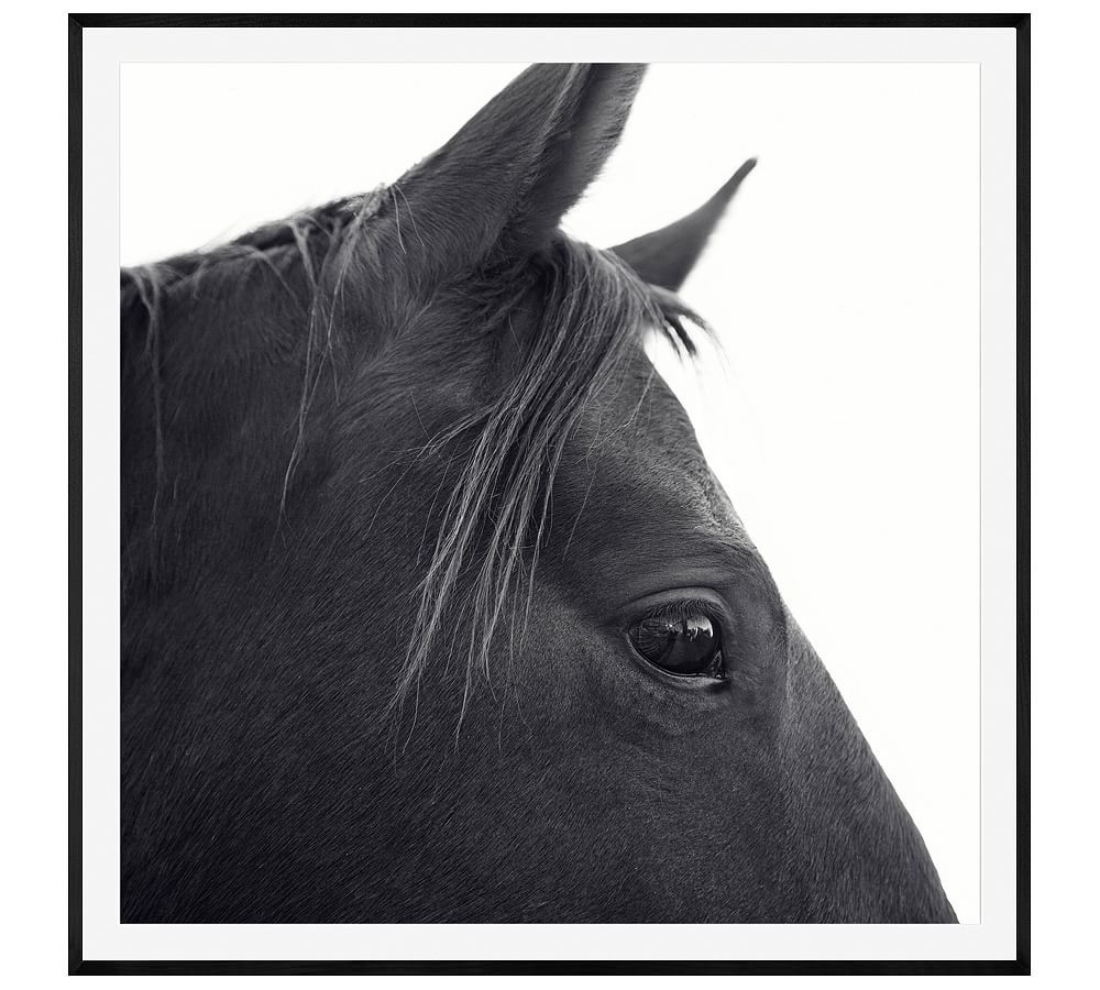 Dark Horse in Profile Framed Prints by Jennifer Meyers | Pottery Barn (US)