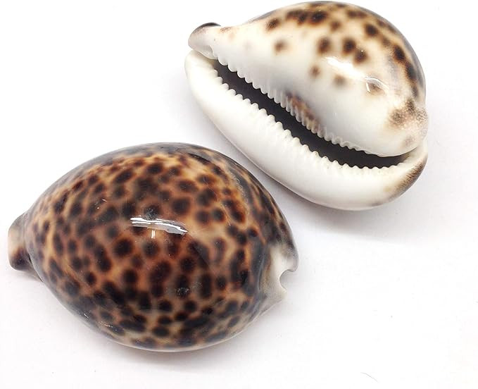 PEPPERLONELY 2PC Polished Tiger Cowrie Sea Shells, 3 Inch ~ 4 Inch | Amazon (US)