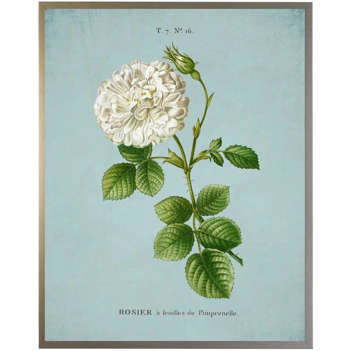 White Rose on Blue Framed Wall Art | The Well Appointed House, LLC