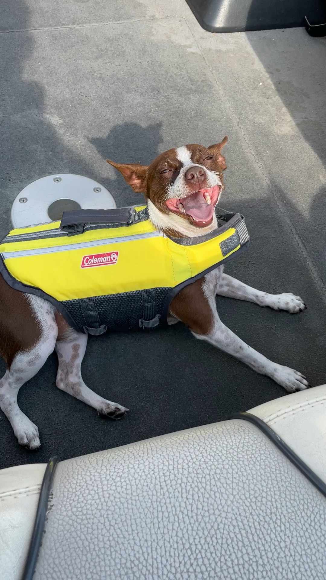 Missing the days we could go out on the boat and bring along our cute dog, Frederick. He loved being out on the water and would smile the entire time. 🥹

We always made him wear this life vest. He’s 10 lbs., so the medium size in this brand fit him well.

#LTKstorytime #LTKSeasonal #LTKHome