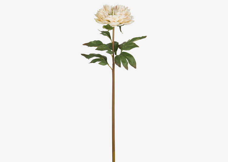 Jayde Peony Stem Ivory | Urban Barn