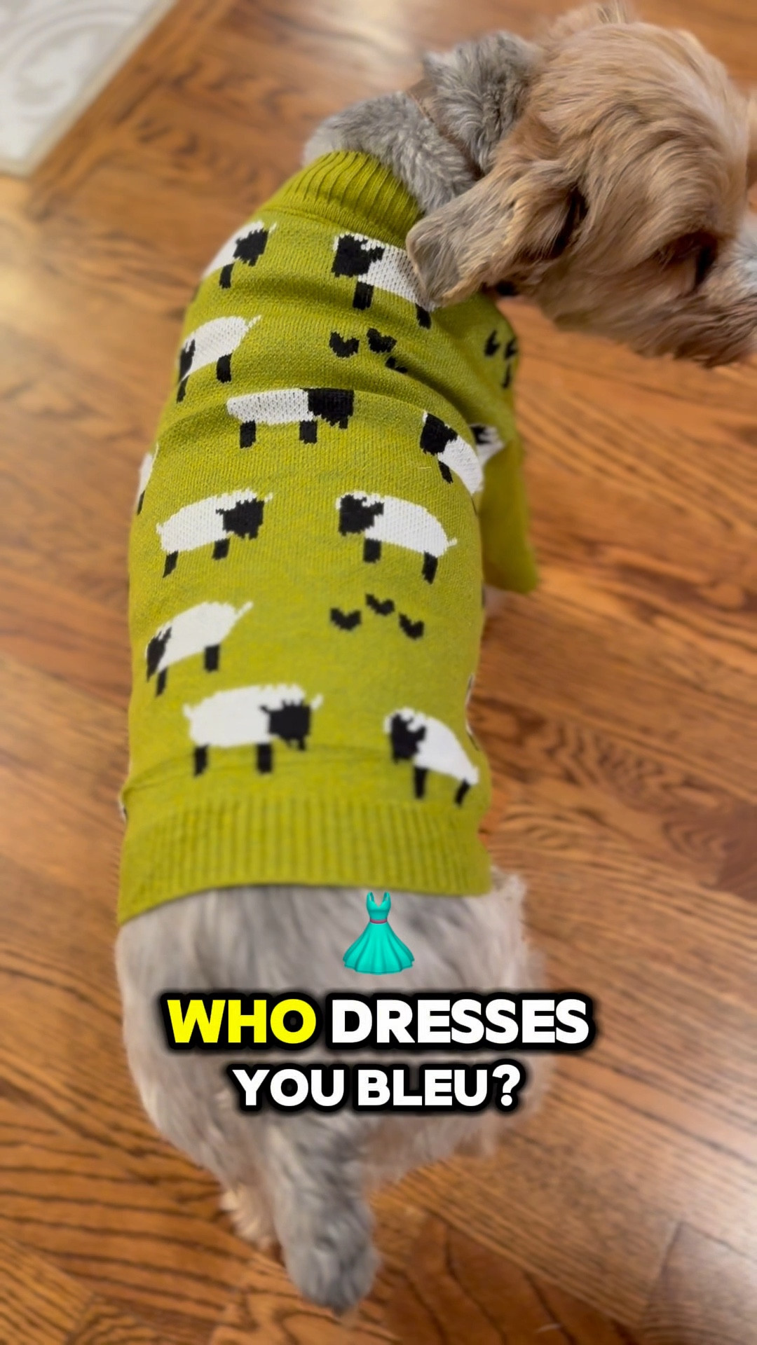 One thing about our babies, they will have on a sweater/shirt. 
Bleu struck a pose in his latest sweater. He really thought he was attending NYFW! 

#LTKWatchNow #LTKSeasonal #LTKPets