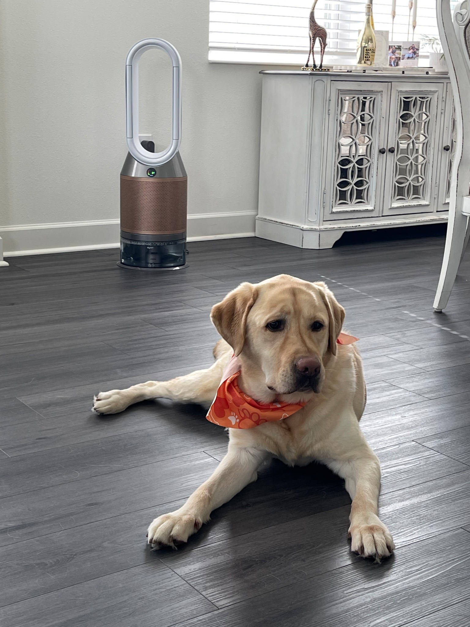 Dog care #LTKFamily

#LTKBaby #LTKSeasonal