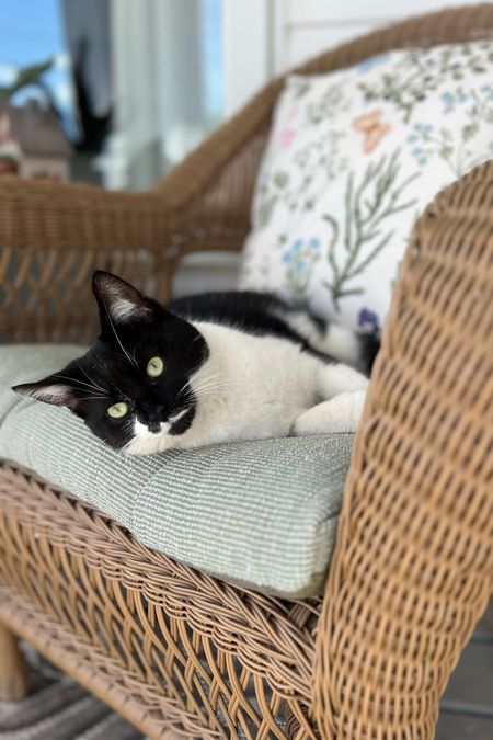 Cat not for sale! 
Coco showing off our front porch chairs, cushion and pillow!

Follow my shop @TheLetteredFarmhouse on the @shop.LTK app to shop this post and get my exclusive app-only content!

#liketkit #LTKparties #LTKSeasonal #LTKhome
@shop.ltk
https://liketk.it/4EyhM


#LTKfindsunder100 #LTKfindsunder50 #LTKsalealert