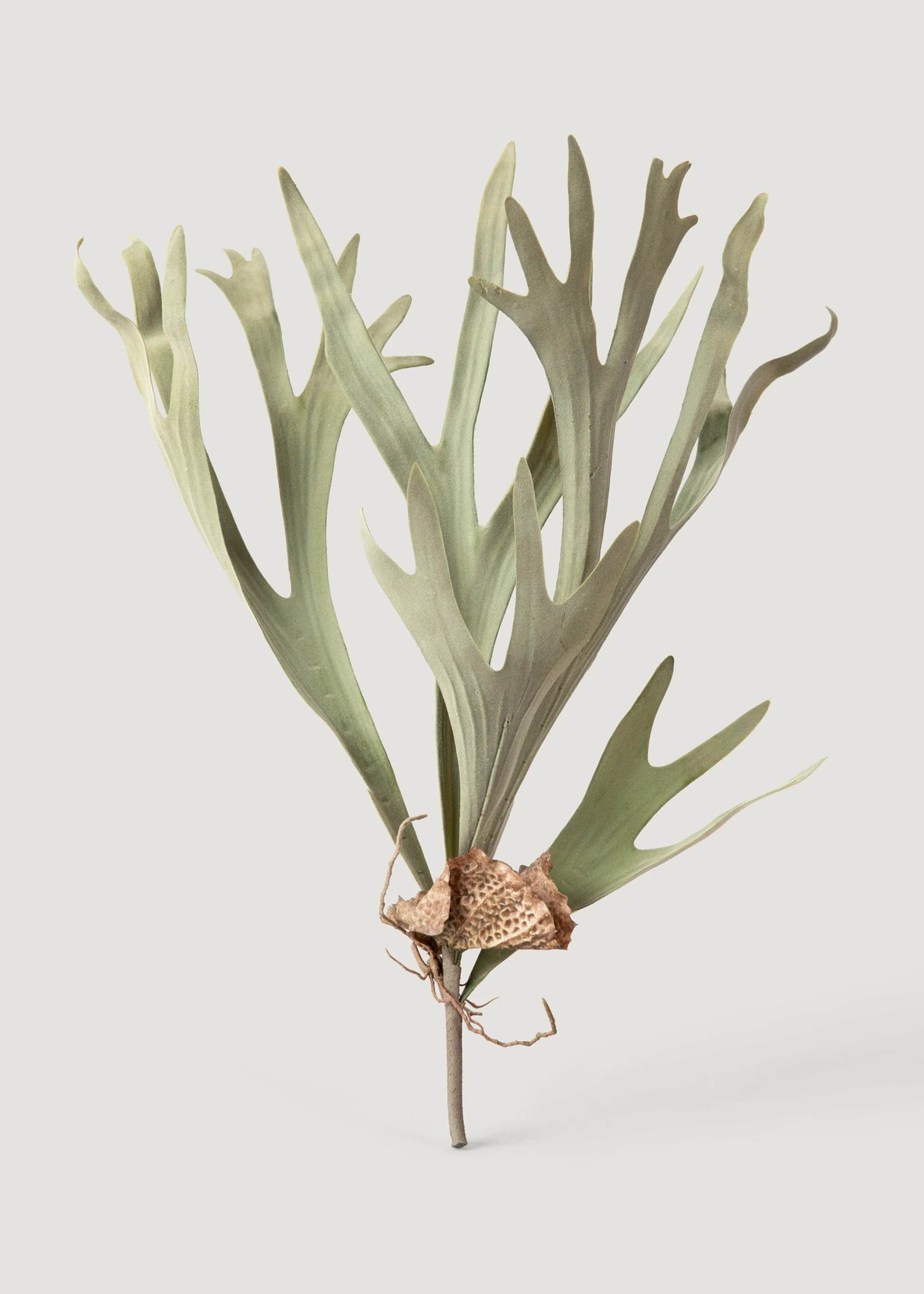 Faux Staghorn Plant | Life-Like Fake Plants at Afloral | Afloral