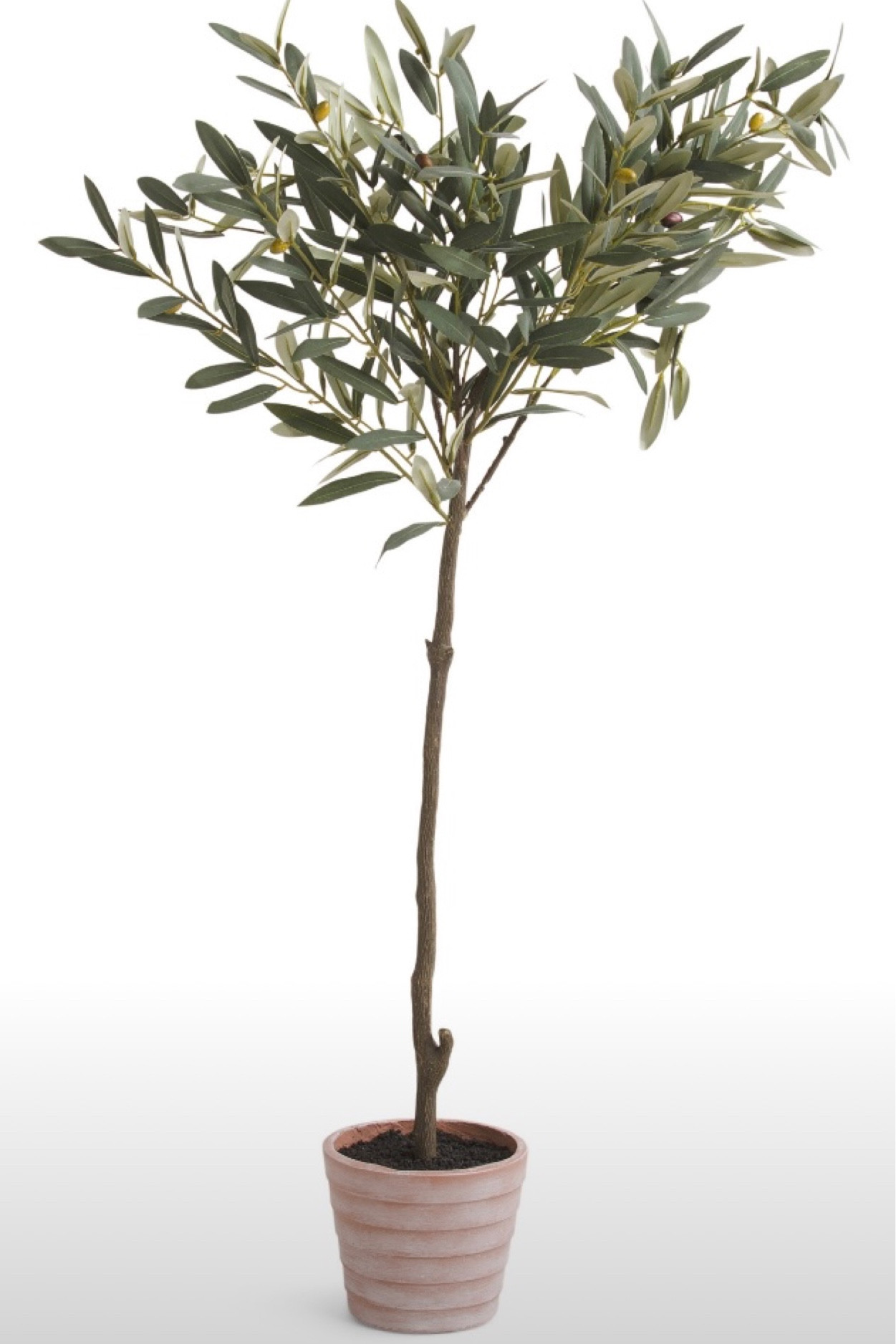Beautiful little olive tree at tjmaxx! 

#LTKhome
