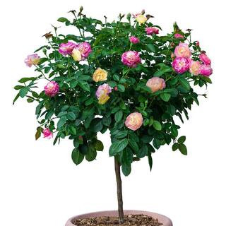 Life of the Party Tree Rose, Dormant Bare Root Tree Form Shrub (1-Pack) | The Home Depot