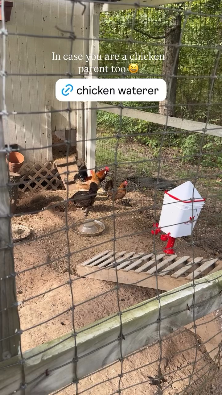 In case you are a chicken parent too! Our brand new chicken waterer

#LTKSeasonal #LTKSaleAlert #LTKHome