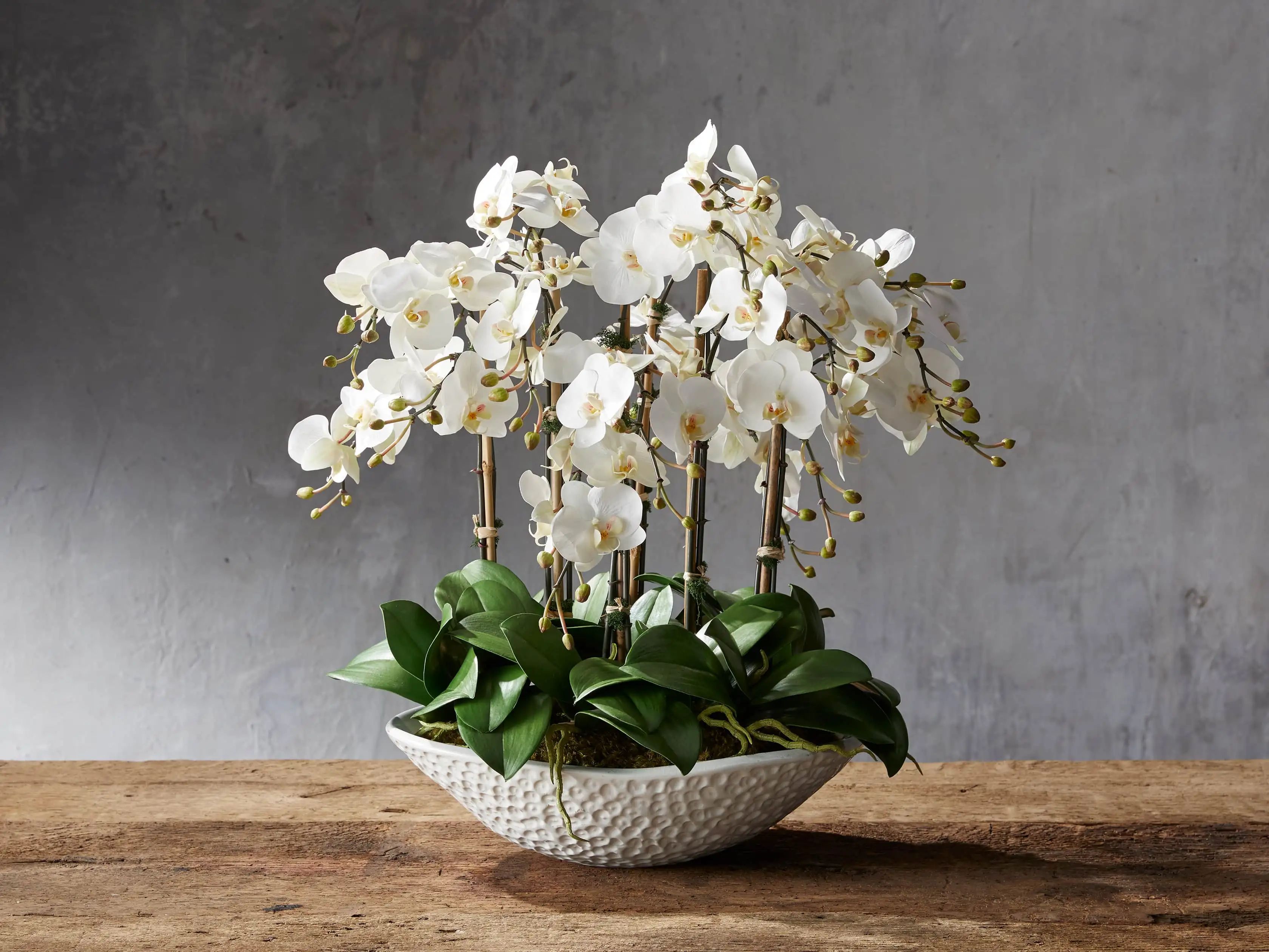 Faux White Orchids in White Painted Bowl | Arhaus