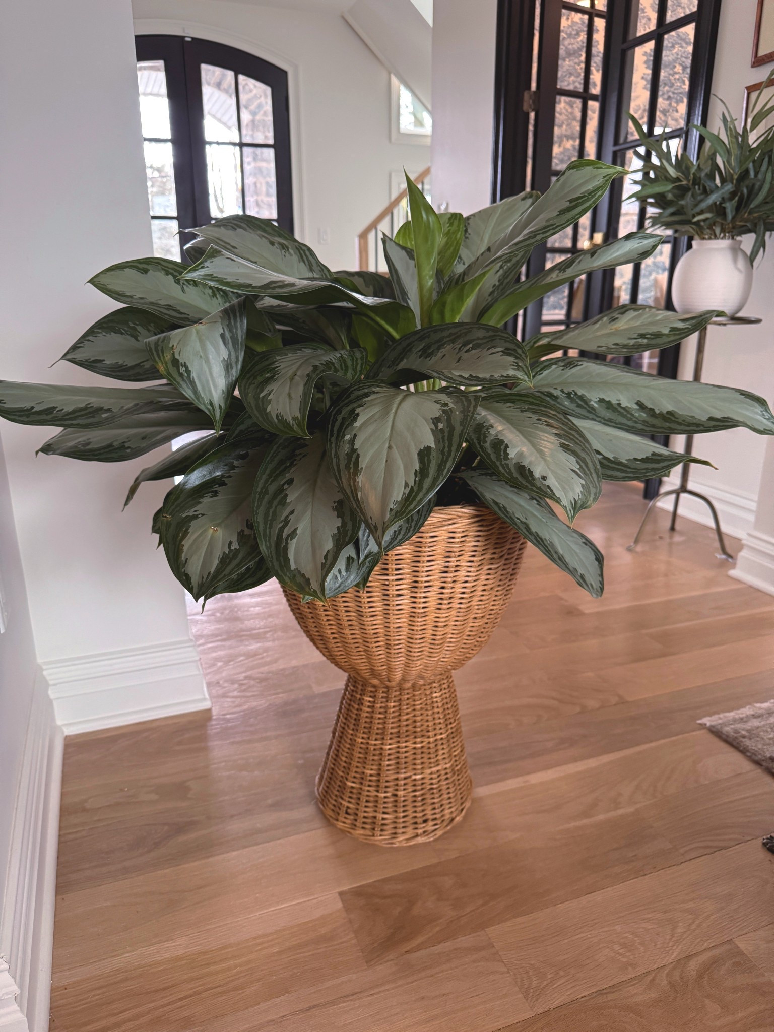 woven planter options 

#LTKFindsUnder100 #LTKSeasonal #LTKHome