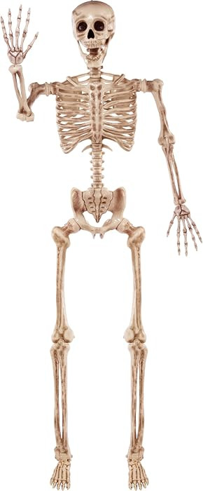 JOYIN 5.6 FT Halloween Posable Life Size Skeleton, Full Body Realistic Bones with Movable Joints,... | Amazon (US)