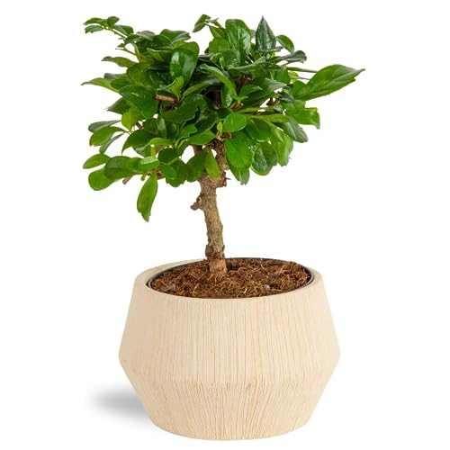 Costa Farms Mini Bonsai Tree, 1-Year Old Grower's Choice Live Indoor Plant, Easy to Grow Houseplant in Indoor Plant Pot, Potting Soil, Room and Home Decor, Birthday, Housewarming Gift, 10-Inches Tall | Amazon (US)