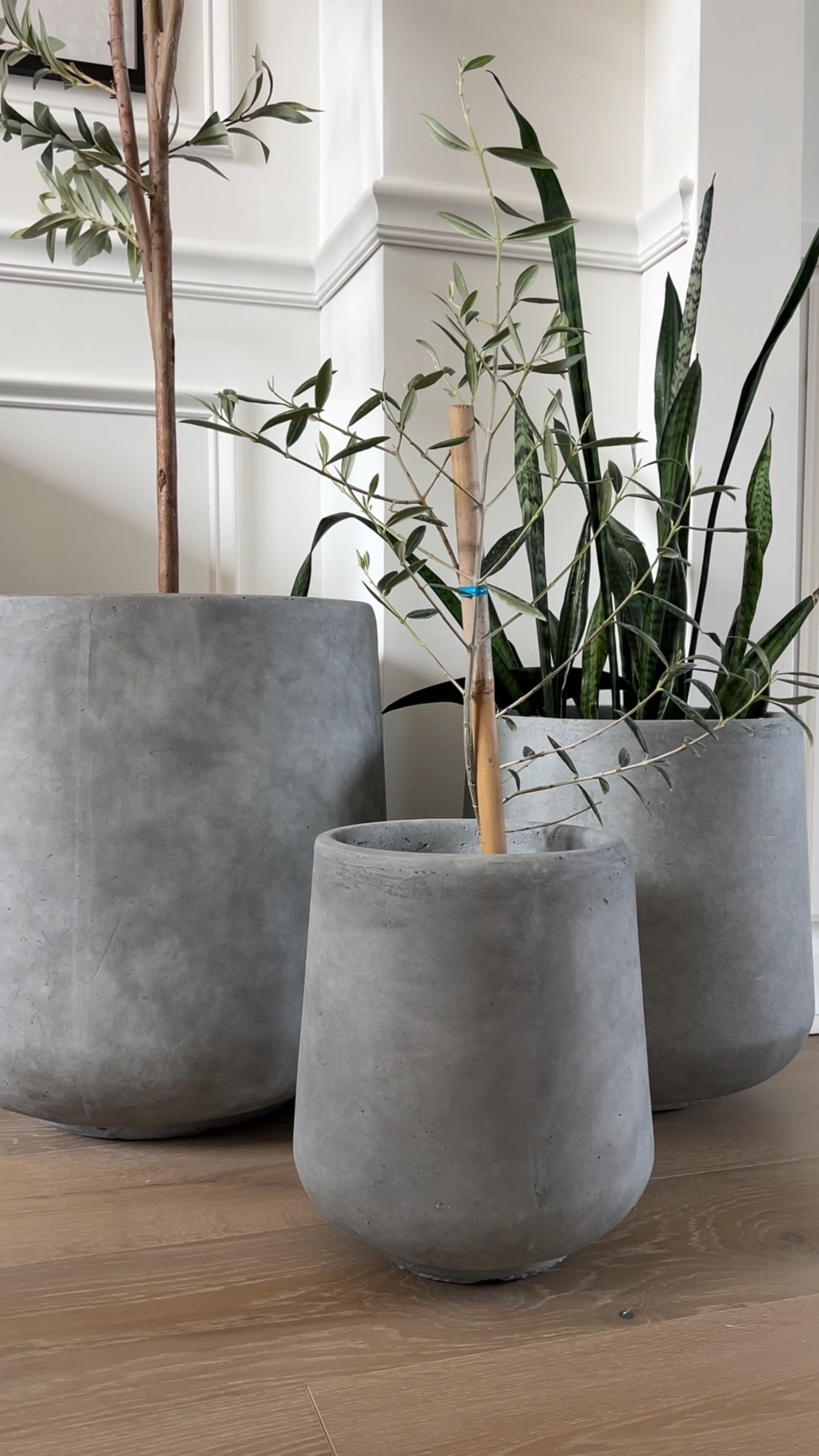 Concrete planters, planters, Amazon planters 

#LTKhome #LTKMostLoved #LTKVideo