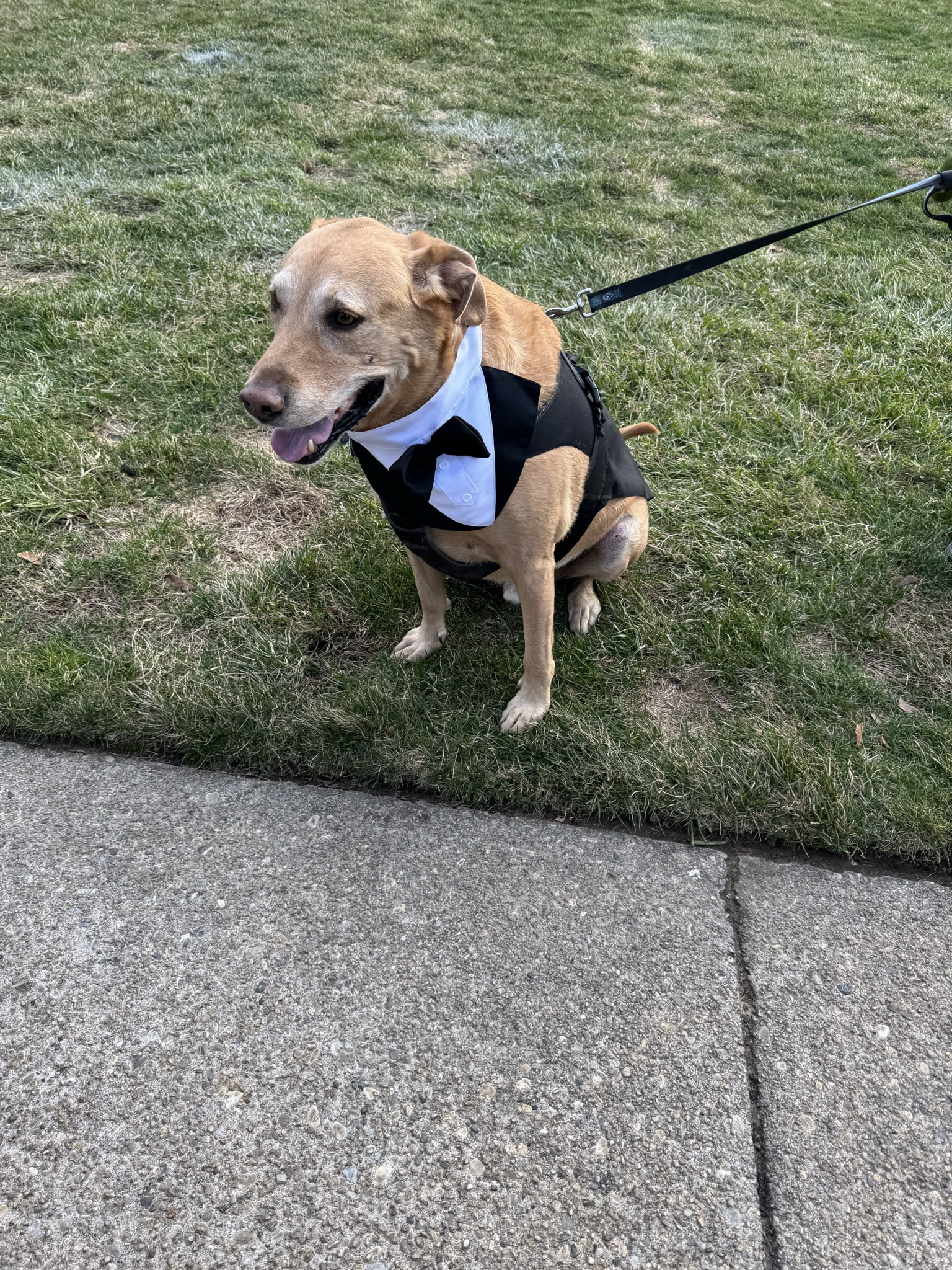 When your Mom gets married, you show up in STYLE! #dogtuxedo

#LTKWedding