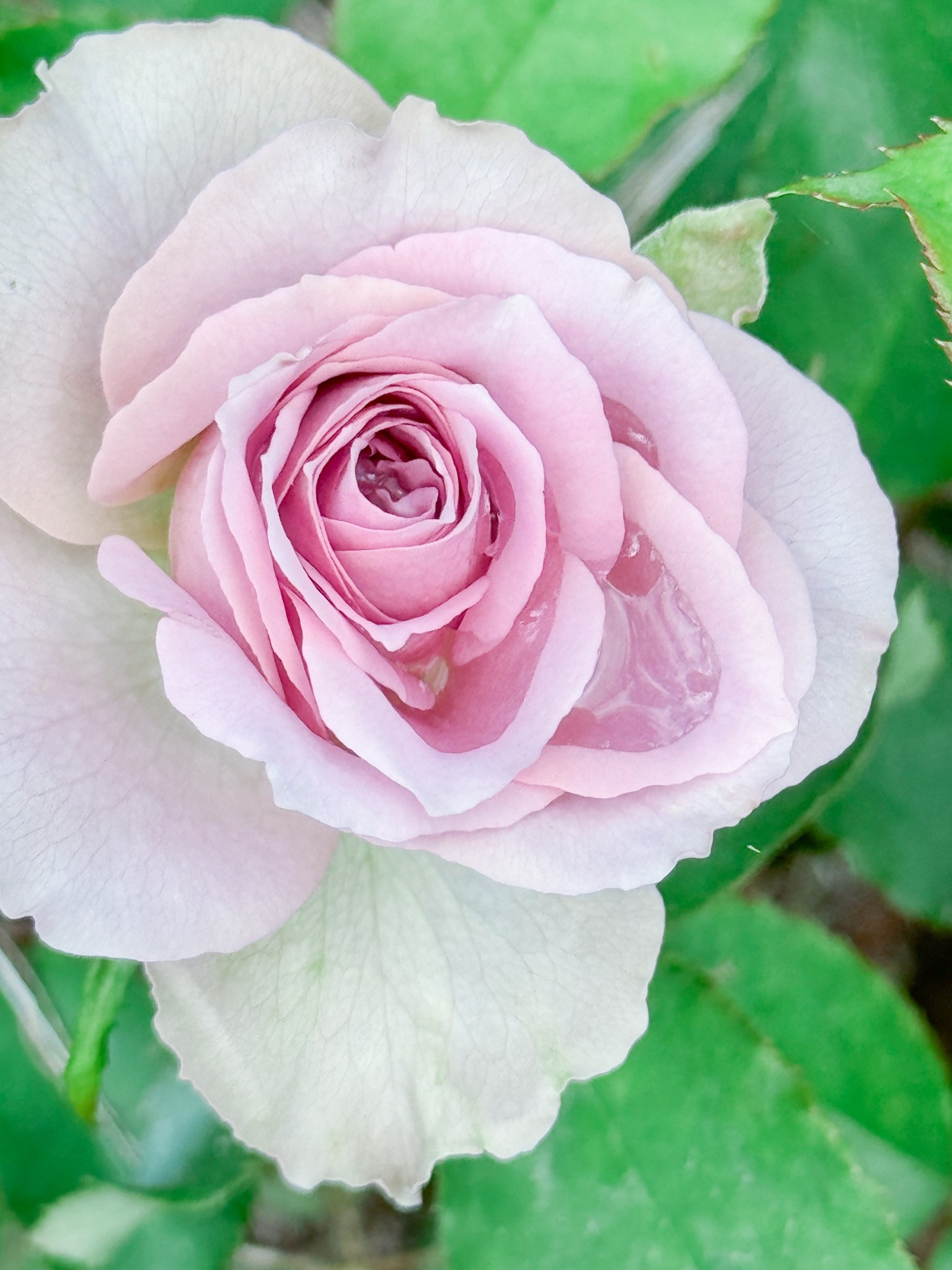 Loving Montmartre! 

#LTKselfcare #LTKActive #LTKHome