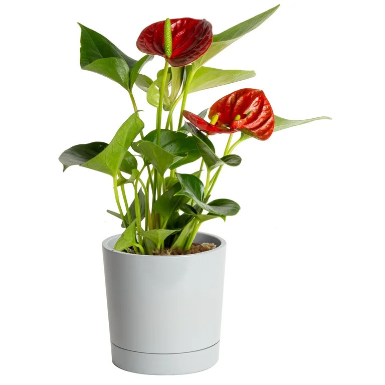 Costa Farms Live Indoor 12in. Tall Red Anthurium; Bright, Indirect Sunlight Plant in 4in. Décor ... | Walmart (US)