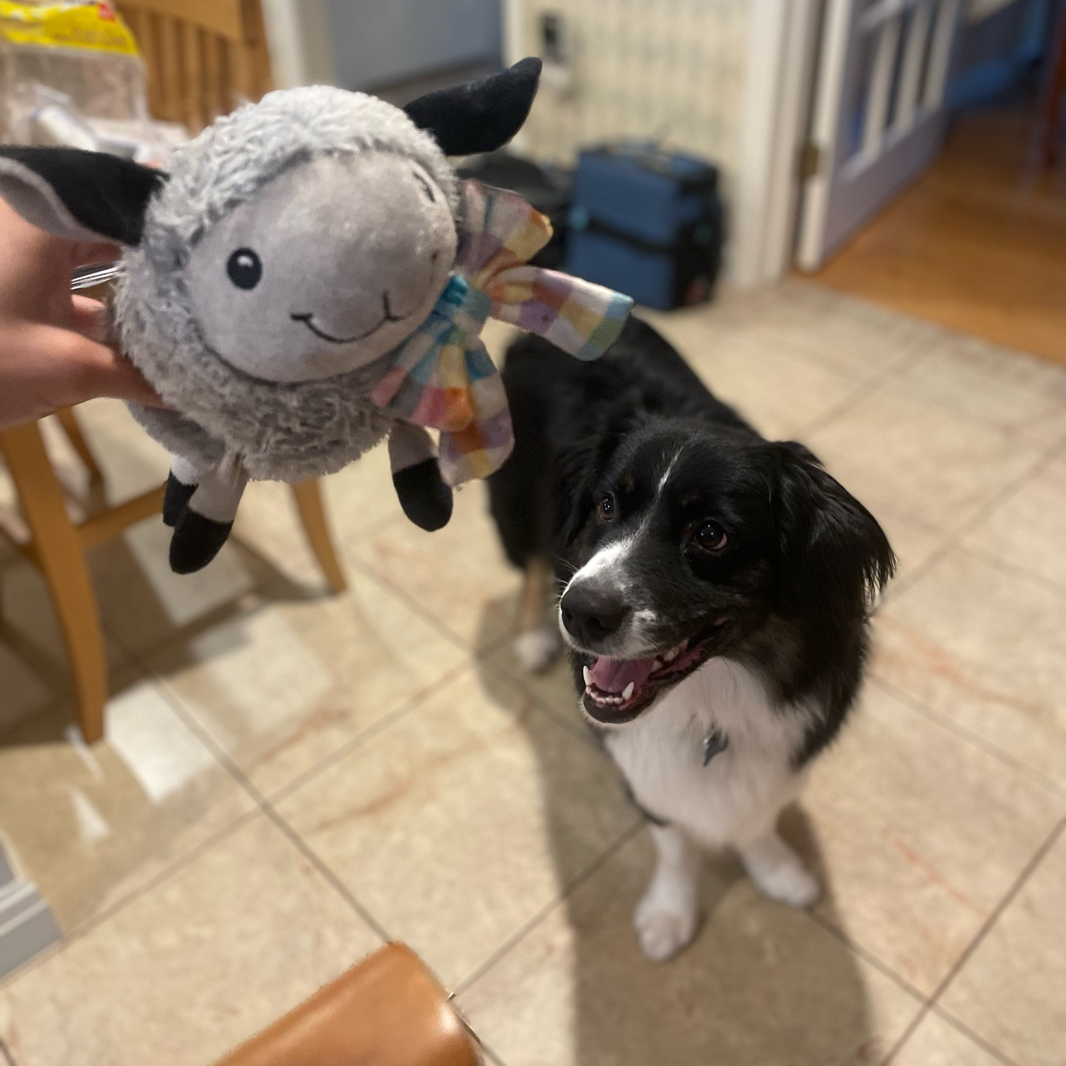 Fun squishy lamb! Nice Amazon pet toy find  

#LTKunder50 #LTKhome #LTKfamily