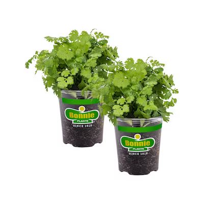 Bonnie Plants Cilantro in 19.3-oz Pot | Lowe's