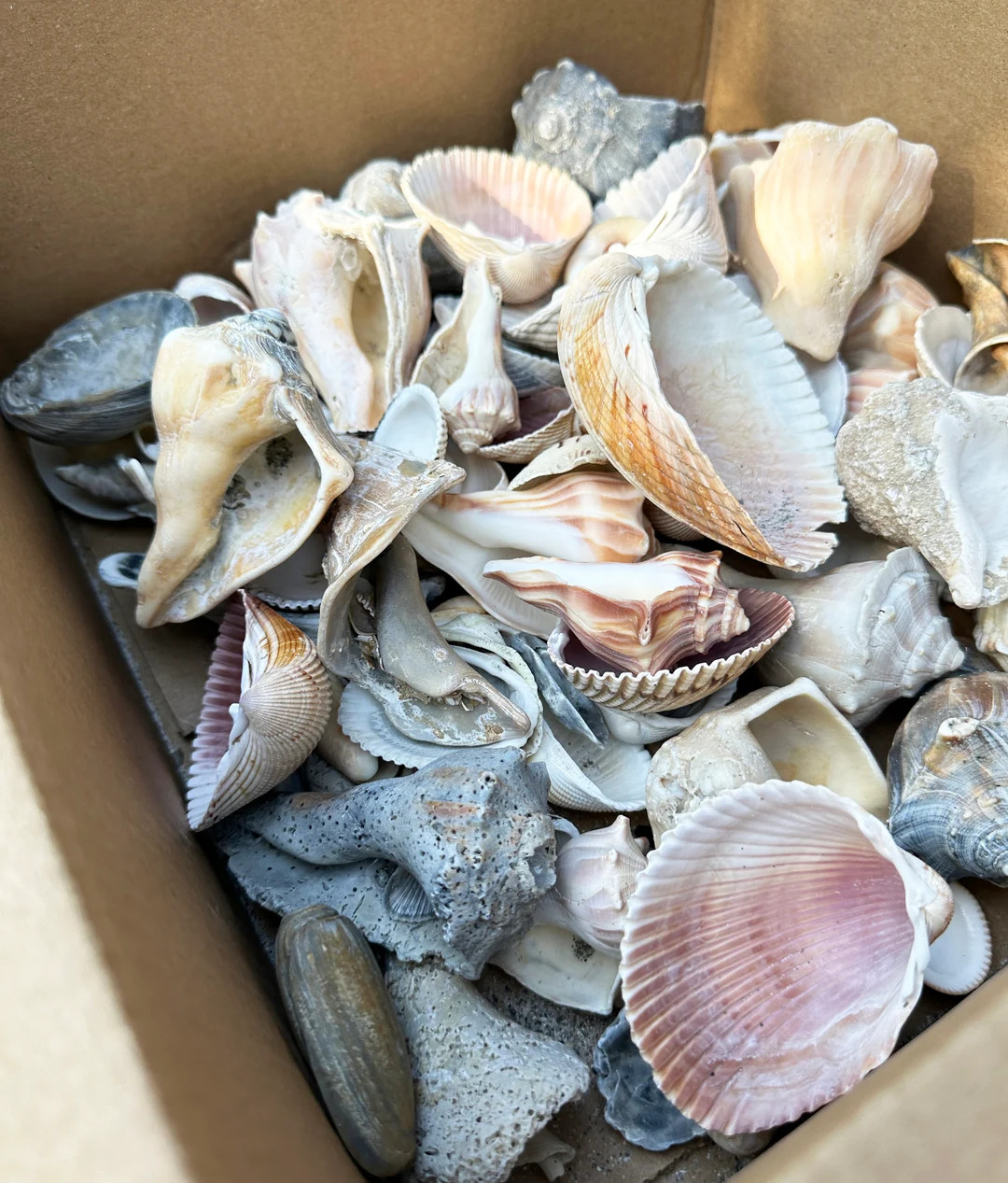 Variety Box of Sea Shells – 75-80pcs Seashells for Decor - Large Colorful Shells - 1-4 Inches S... | Etsy (US)