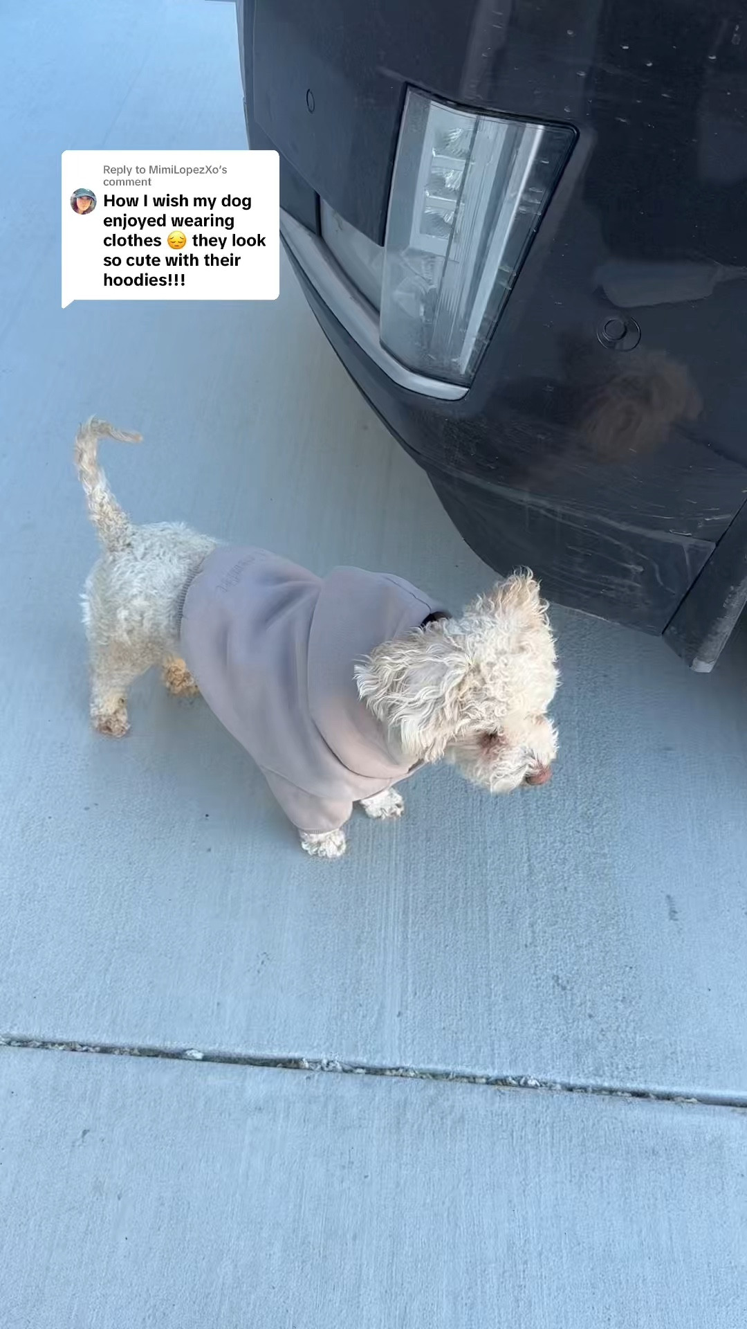 Comfrt paws signature 

Bark size small 




#LTKFindsUnder50 #LTKPets #LTKMostLoved