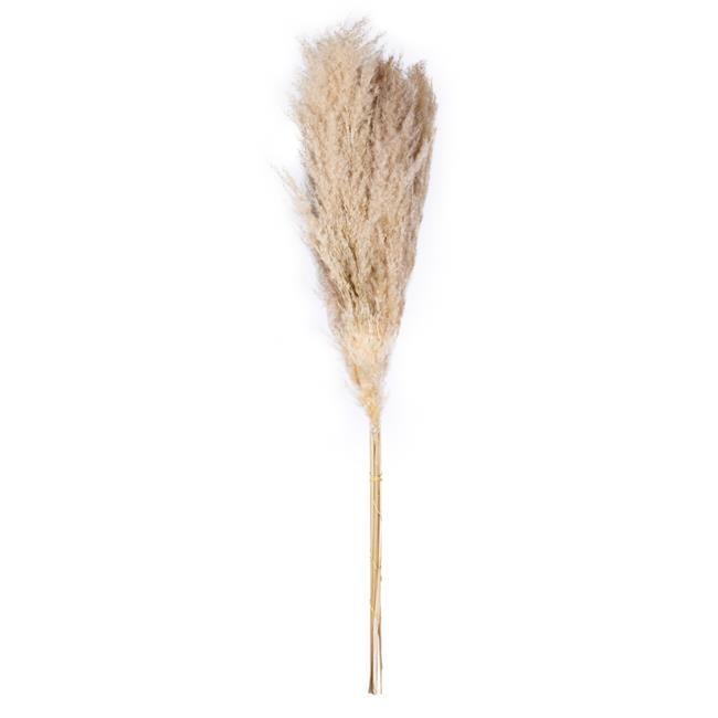 Vickerman H2PPS000-6 46 in. Natural Pampas Grass Assortment - Pack of 6 - Pack of 30 - Walmart.co... | Walmart (US)