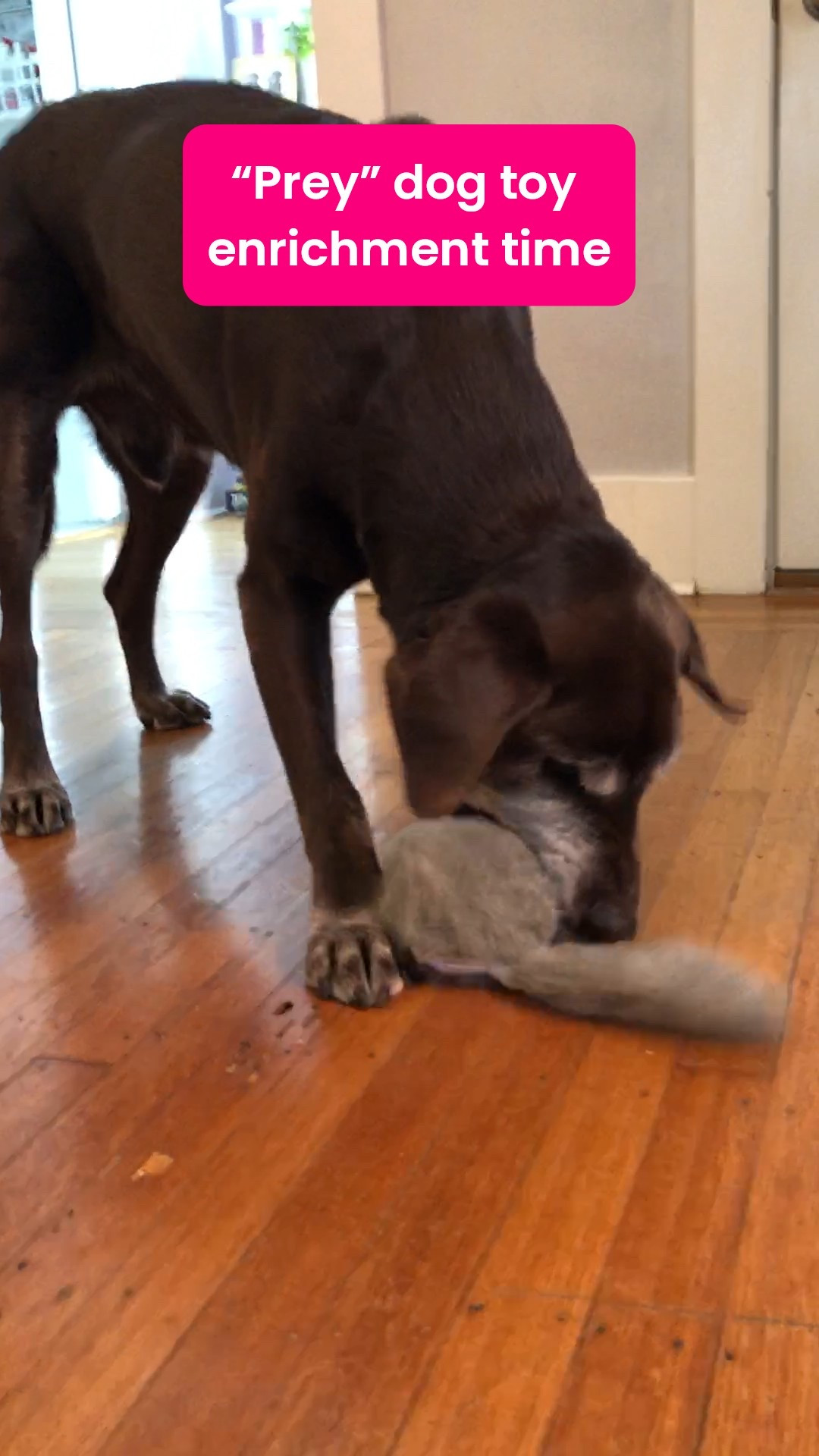 Need a fun dog gift that’s entertaining for everyone? This battery powered ball gets Burt going!! So much better than catching real critters!! #ltkpets

#LTKGiftGuide