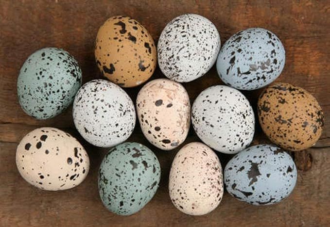 Set/12 Primitive Country Easter Eggs ~ Pastel Speckled Styrofoam 1.5"L Audrey's | Amazon (US)