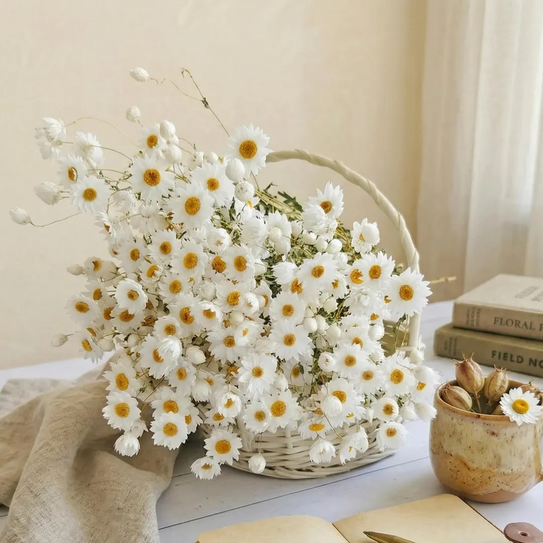 Rhodanthe Dried Flowers | Everlasting Paper Daisies | Natural Dried Floral Bouquet | Cottagecore ... | Etsy (Global)