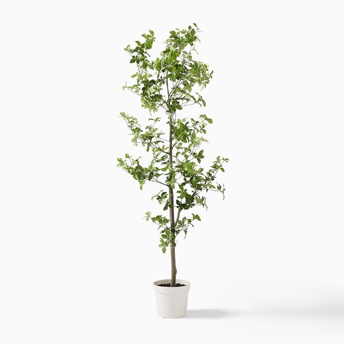 Faux Potted Quince Leaf Tree | West Elm (US)