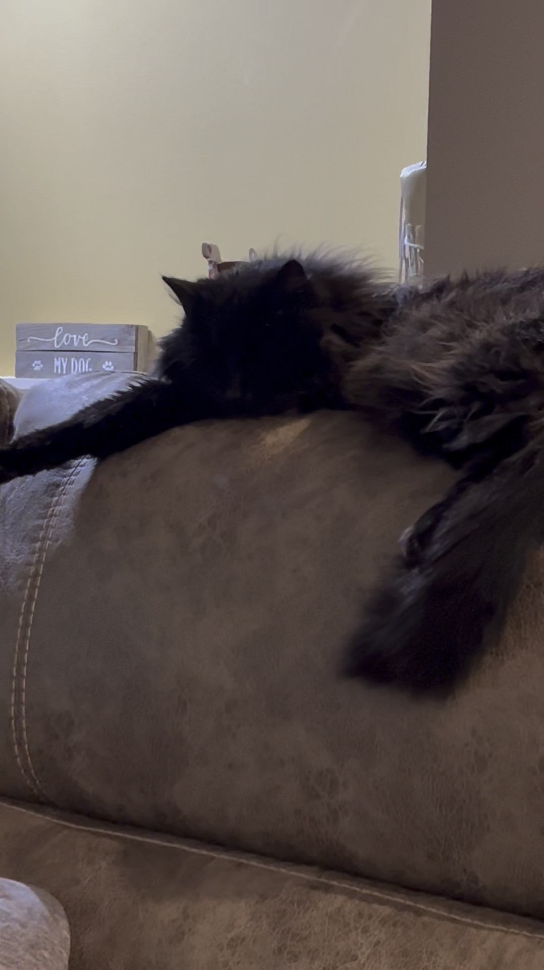 My favorite cleaning tools! 

#LTKHome #LTKWatchNow #LTKPets